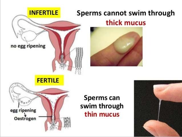 Thick sperm and fertile Spunk fitness in newark ny
